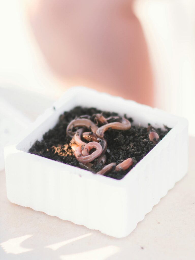 Fishing Worm Live Bait San Augustine